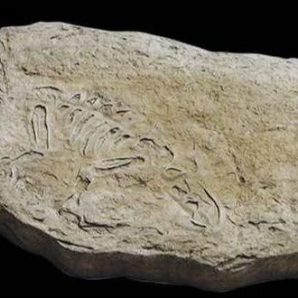 Stepping Stone-Fossil